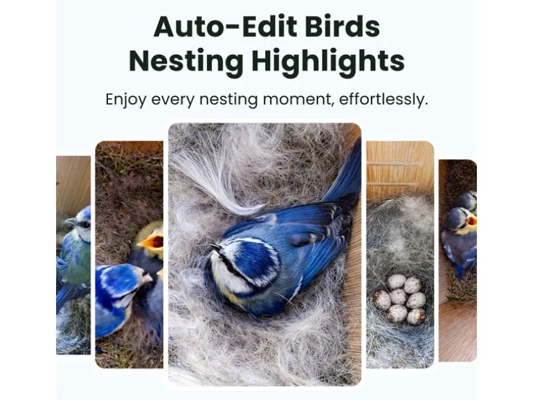Birdfy Nistkasten mit Kamera und Solar