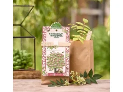 Die Stadtgärtner Anzuchtset Bienenbaum