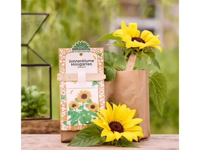 Die Stadtgärtner Anzuchtset Sonnenblume