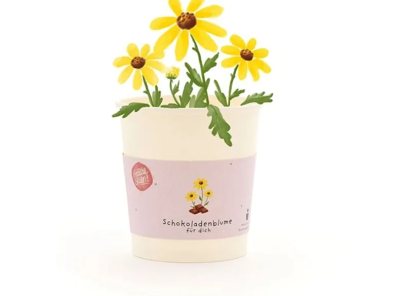 Die Stadtgärtner Blütengruss Schokoladenblume