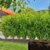 GARDENA Tropfbewässerung Set 50 m Micro-Drip-System