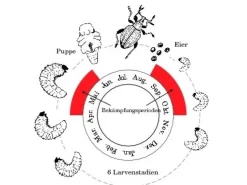 Neudorff Nematoden Gutschein Dickmaulrüssler