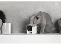 Petcube Haustierkamera Pet Cube