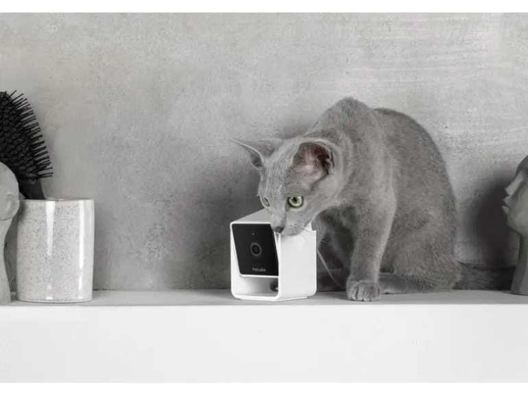 Petcube Haustierkamera Pet Cube