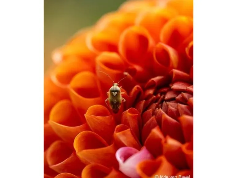 Sony Festbrennweite FE 100mm F/2.8 GM – Sony E-Mount