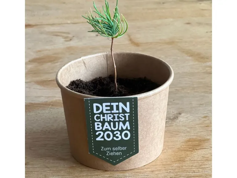 Wunderle Geschenkbox Weihnachtsbaum